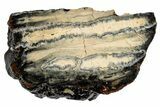 Mammoth Molar Slice with Case - South Carolina #193872-2